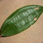 Miconia tschudyoides Leaf