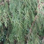 Cupressus pendula 葉