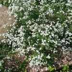 Gypsophila elegansBlüte