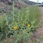 Scolymus hispanicus Агульны выгляд