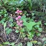 Pyrola asarifolia Flower