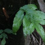 Phlebodium decumanum Leaf