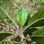 Planchonella roseoloba Bark