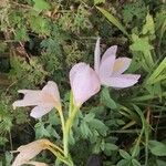 Hesperantha coccinea 花