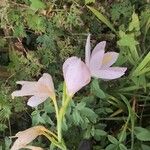 Hesperantha coccinea Flower