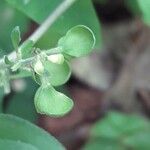 Scutellaria purpurascens Flower