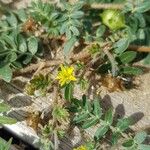 Tribulus terrestris Цвят