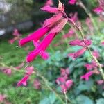 Salvia involucrata Квітка
