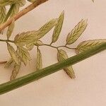 Eragrostis cilianensis Kvet