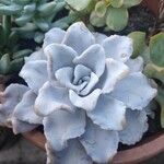 Echeveria shaviana برگ