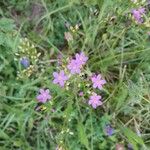 Centaurium erythraeaKvět