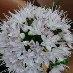 Allium senescens Flor