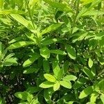 Spiraea salicifolia 形態