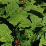 Hydrastis canadensis Fruit