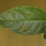 Solanum leucocarpon Лист