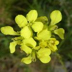 Hirschfeldia incana Flower