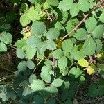 Rubus armeniacusList