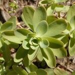 Hylotelephium anacampseros Leaf