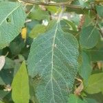 Salvia confertiflora Leaf