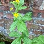 Geum macrophyllum List