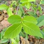 Holarrhena pubescens Hoja