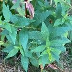 Solidago rugosaLeaf