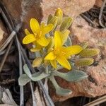 Physaria chambersii Flor