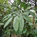 Amorphophallus titanum Hábito