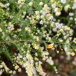 Symphyotrichum pilosum 葉