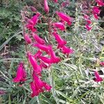 Penstemon barbatus Flor