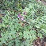 Vicia sepium Hábito