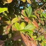 Terminalia catappa Leaf