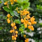 Berberis darwinii Blomst