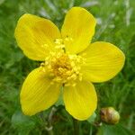 Ranunculus orthorhynchus 花