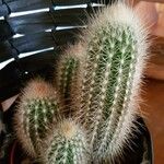 Pilosocereus chrysostele Flor