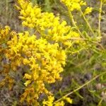 Solidago odora Цвят