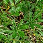 Potentilla thuringiaca Leaf