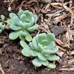 Sedum clavatum Lapas