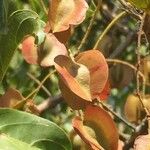 Combretum apiculatum Fruit