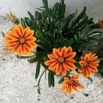 Gazania linearis 葉