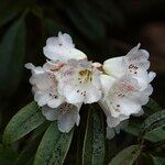 Rhododendron irroratum Цвят