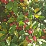 Malus baccata Плод