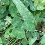 Trifolium subterraneum Blad