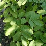 Aralia racemosa Levél