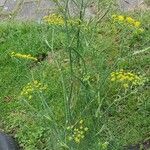 Anethum graveolens Облик