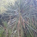 Yucca aloifolia Fuelha