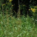 Rumex nepalensis Pokrój