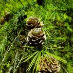 Larix kaempferi Froito