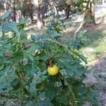 Solanum linnaeanum Plod