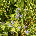 Veronica chamaedrysFlor